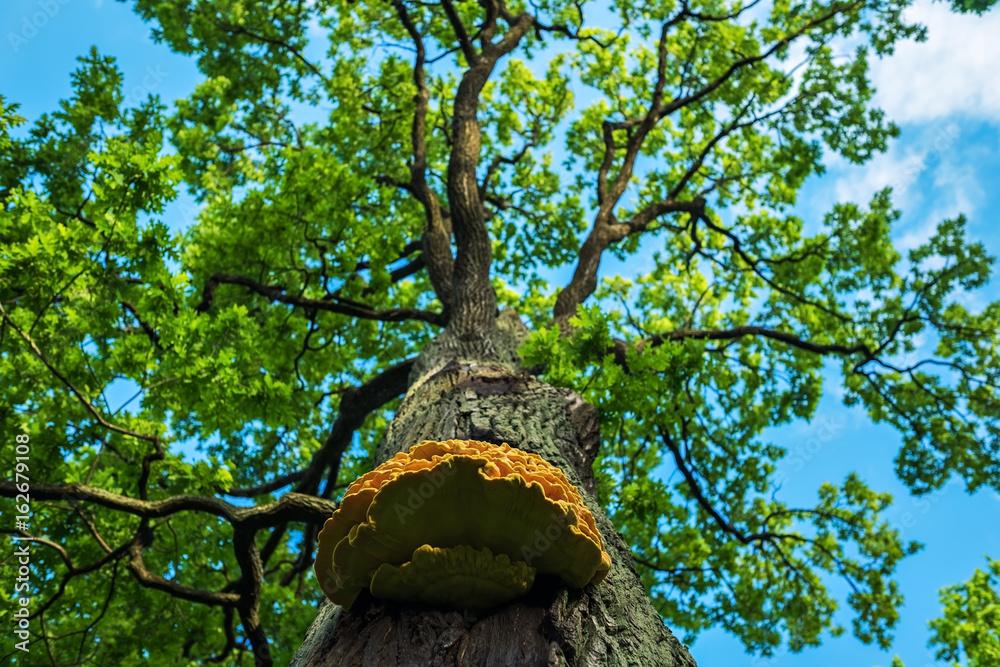 Naklejka premium Green tree and sky. Summer forest.