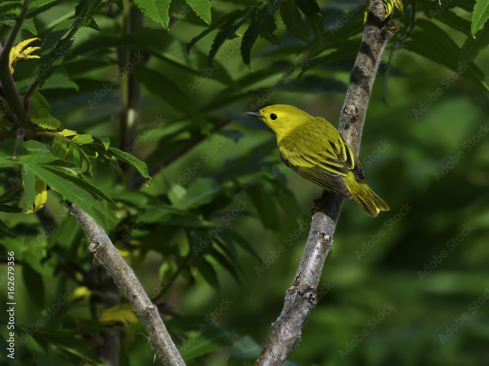 Yellow Warbler on Green Background Yellow Warbler on Green Background