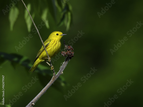 Yellow Warbler on Green Background
