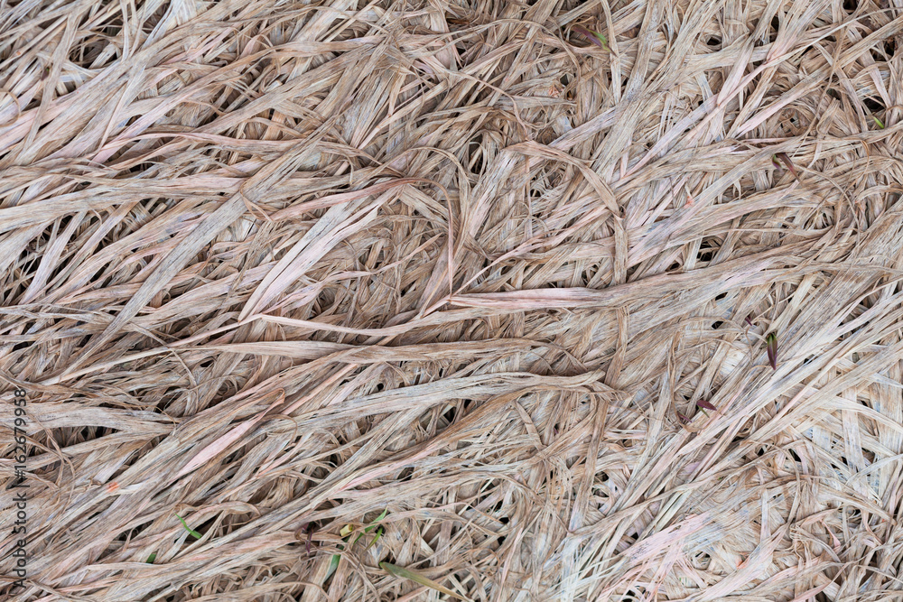 The stems of dry grass on the ground The stems of dry grass on the ground