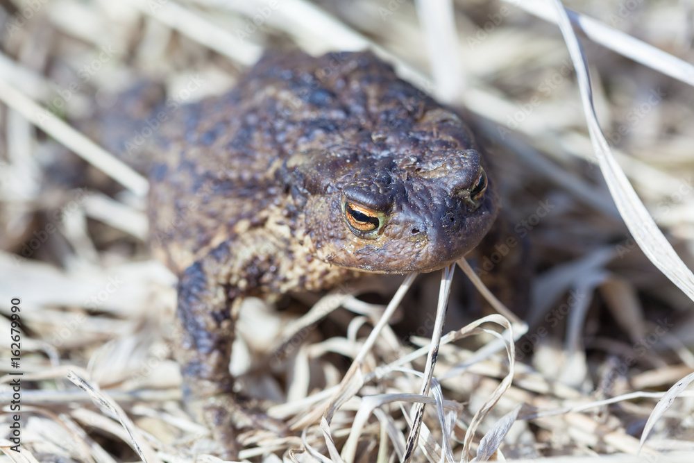 Fototapeta premium Common toad on dry grass