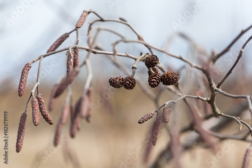 A branch of alders with male and female cones