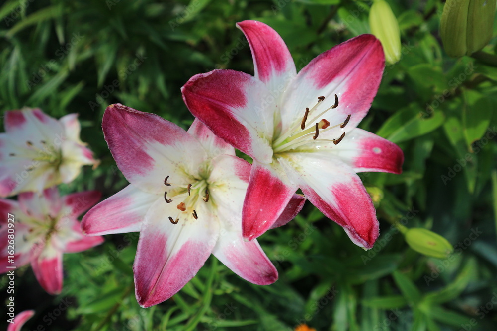 Asiatic hybrid lilium 'Lollypop' red-white large flowers