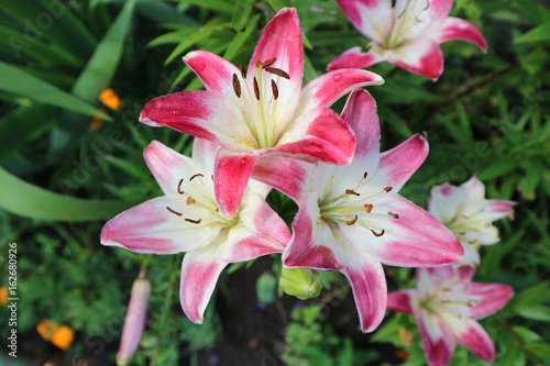 Asiatic hybrid lilium 'Lollypop' red-white large flowers © tortlecat