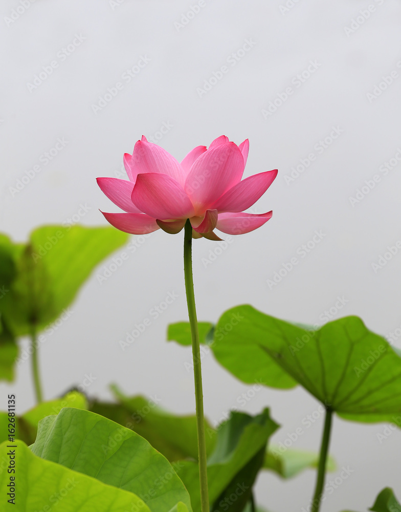 Blooming lotus