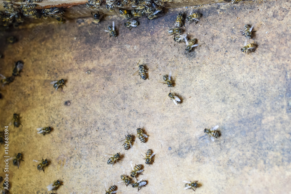 A beehive, a view from the inside. The bee-hut. Honey bee. Entrance to the hive. A beehive, a view from the inside. The bee-hut. Honey bee. Entrance to the hive.