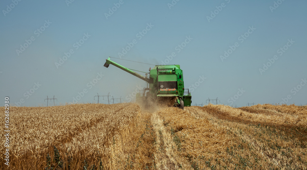 Obraz premium Combine harvester agriculture machine harvesting wheat field, aerial view
