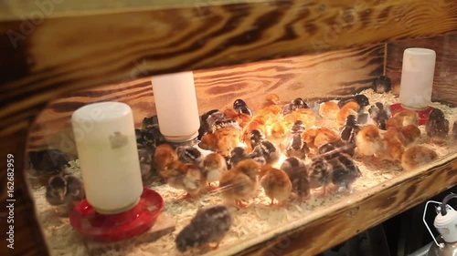 Chicks eating and drinking under heat lamp