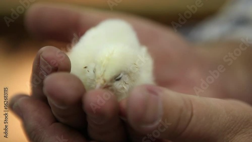 Man holding baby chick and the chick is sleeping