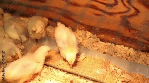 Focusing on baby chicks through the top of a cage