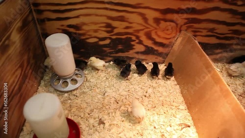 An retail worker tries to pick up baby chickens from a cage