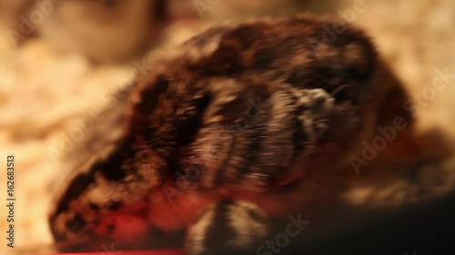 Cute baby chicken feeding from the ground 