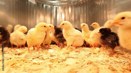Yellow and black chicks running around their pen