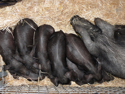 Schwarzes iberisches Schwein photo