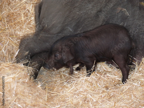 Schwarzes iberisches Schwein photo
