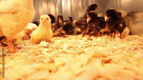 Cute baby chickens walking around in their pen