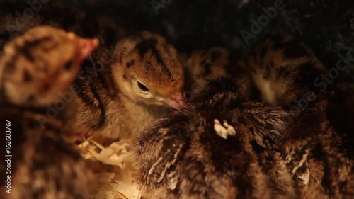 Cute baby chicks huddled together for warmth