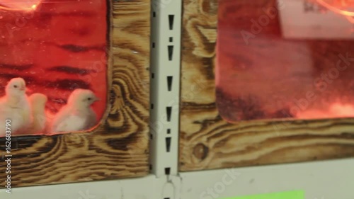 Baby chickens under a heat lamp in a pen