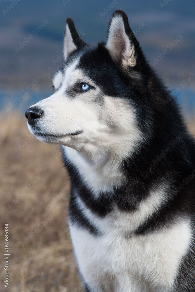Black and white Siberian husky sitting in the dry grass