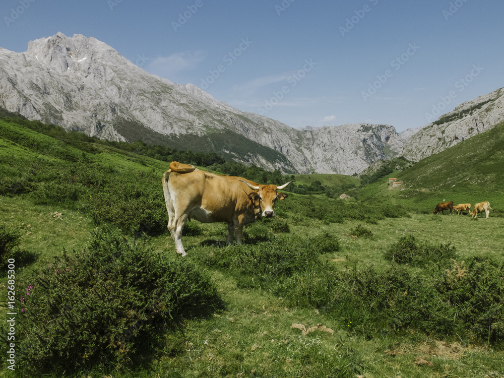 Cow at Asturias
