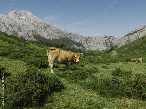 Cow at Asturias