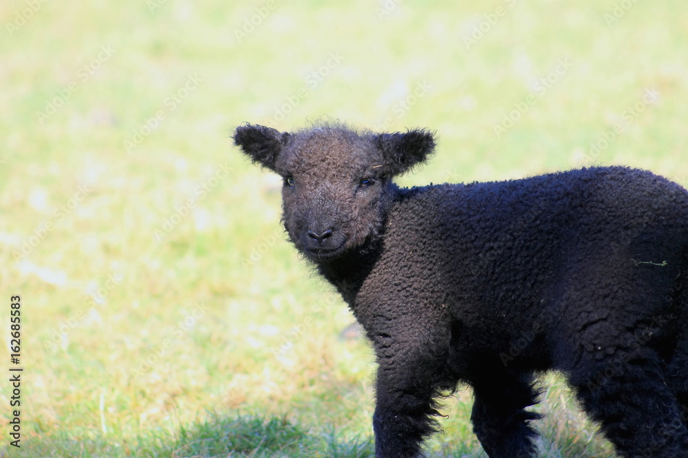 Black Lamb Black Lamb