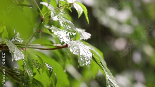 green leaf, rain, raindrops, wet, summer, nature, movie