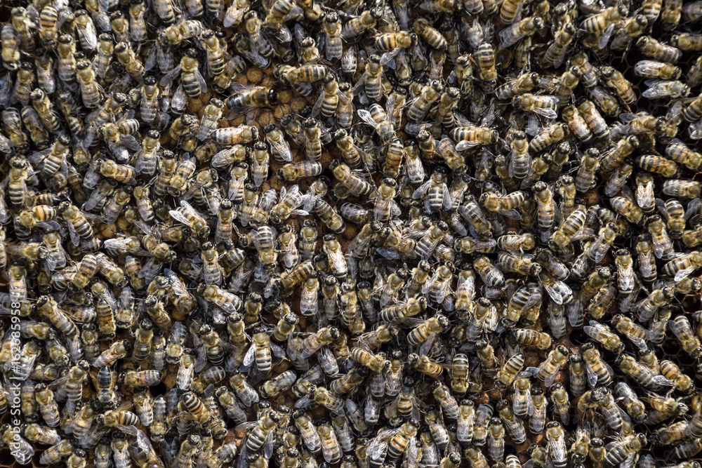 A dense cluster of swarms of bees in the nest. Working bees, drones and uterus in a swarm of bees. Honey bee. Accumulation of insects. A dense cluster of swarms of bees in the nest. Working bees, drones and uterus in a swarm of bees. Honey bee. Accumulation of insects.
