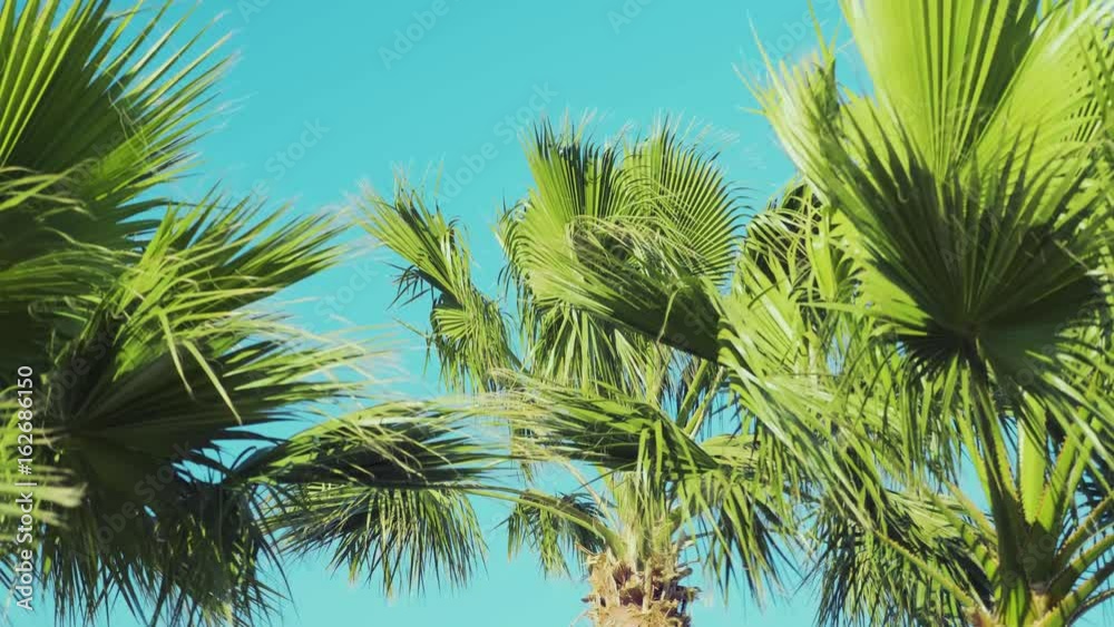 Palm branches with leaves crumpled in the wind, slow motion, tilt down. Palm trees blowing in the wind. Beautiful palms line a tropical beach. Coconut tree moving by wind with blue-sky background Palm branches with leaves crumpled in the wind, slow motion, tilt down. Palm trees blowing in the wind. Beautiful palms line a tropical beach. Coconut tree moving by wind with blue-sky background