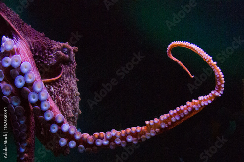 Giant Pacific Octopus