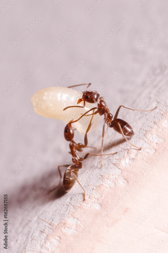 Wood ants, Formica, carrying their eggs to anew home, this ant is often a pest in houses, in a white background