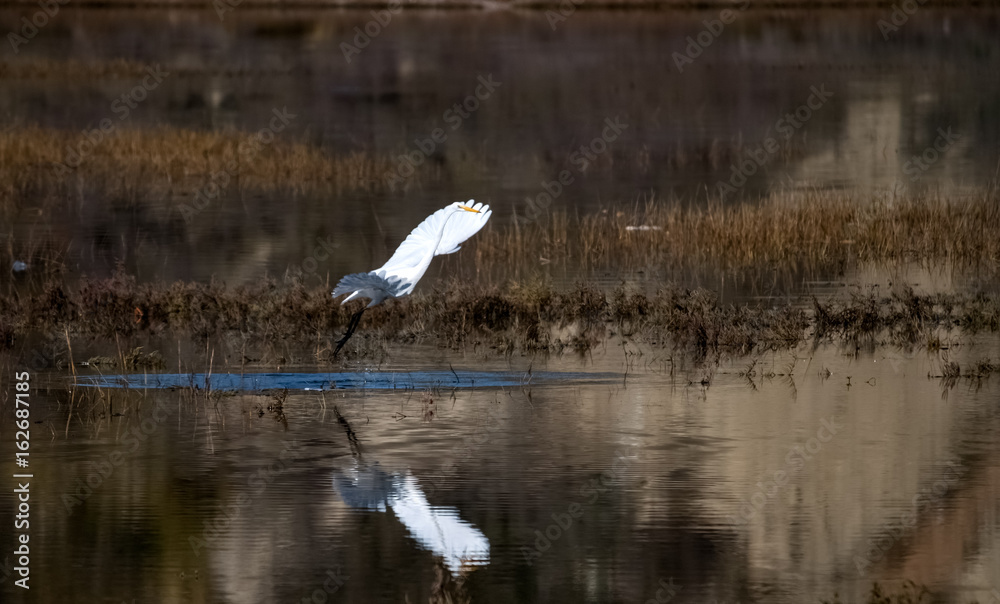 Great egret taking off in upper Newport bay in Newport Beach California Great egret taking off in upper Newport bay in Newport Beach California
