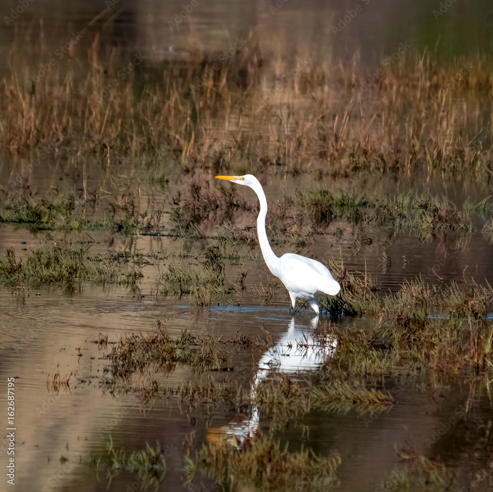 Fototapeta premium Great egret wading in upper Newport back bay in Newport Beach California