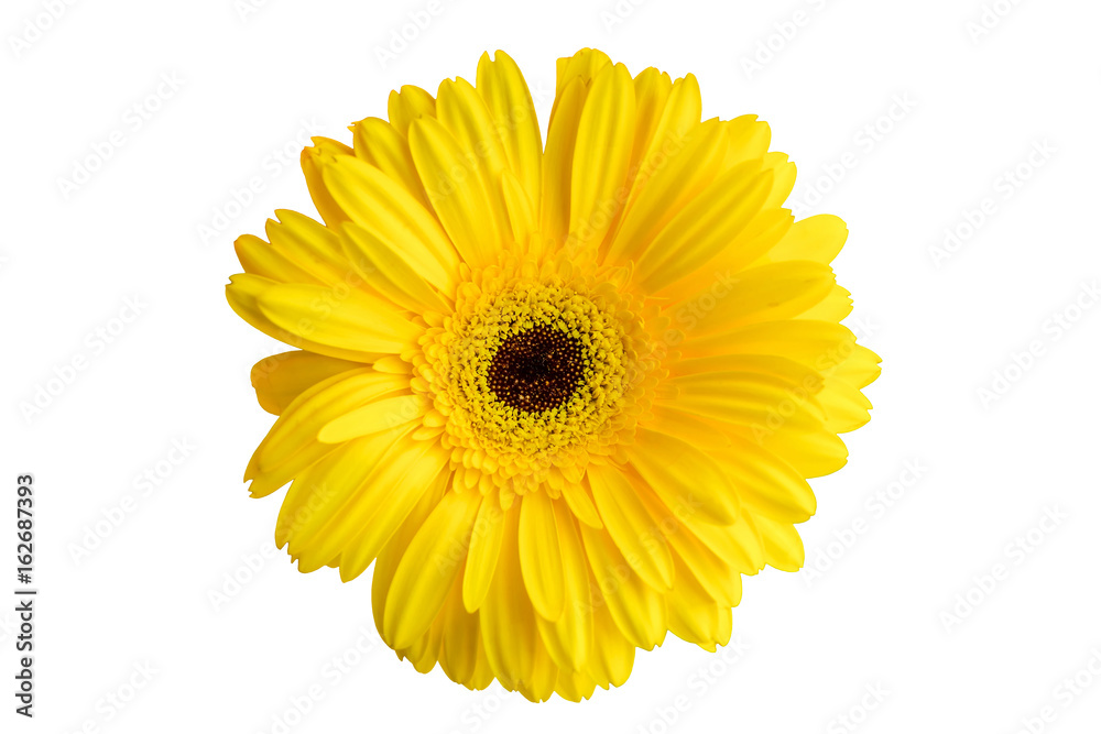 Yellow gerbera flower isolated on white background Yellow gerbera flower isolated on white background