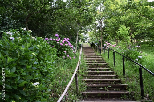 公園のアジサイ