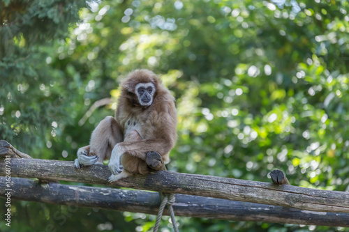 Gibbon sat on bridge made by trunks with trees and leaves on the background