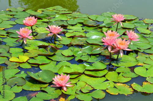 Pink flower Lotus blooming in the pond.