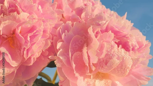Pink peony flowers with blue sky
