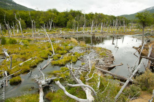 Beaver Tree Deforestation - Tierra Del Fuego - Argentina
