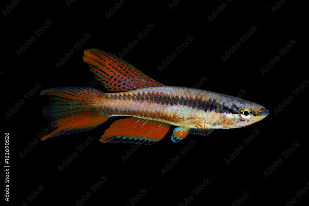 Lagos Red Killifish Male aquarium fish Killi Aphyosemion bitaeniatum
Lagos Red Killifish Male aquarium fish Killi Aphyosemion bitaeniatum