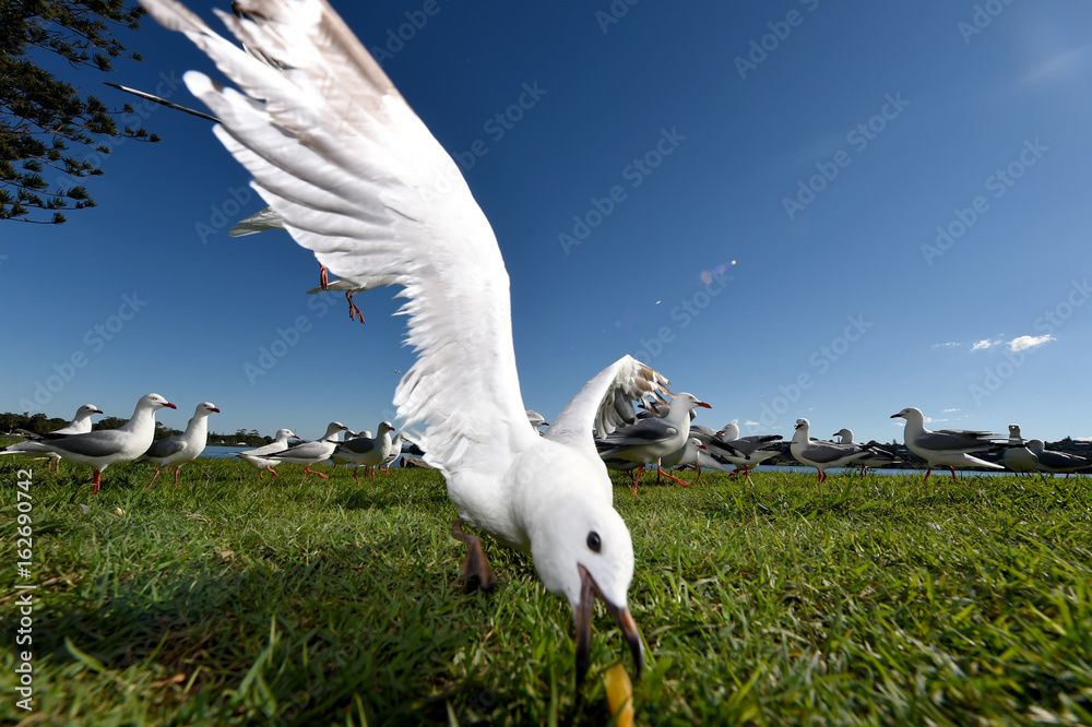 Fototapeta premium Seagulls flying against a blue sky