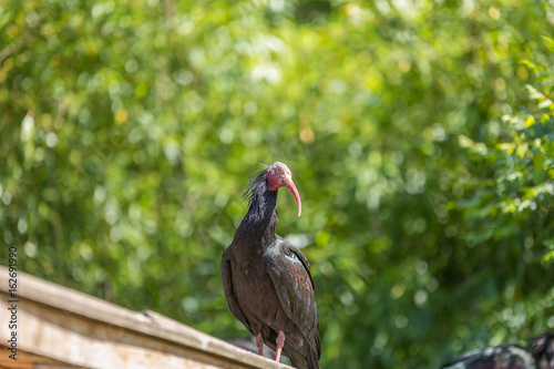 Northern Bald Ibis (Geronticus eremita) spotted outdoors on a roof