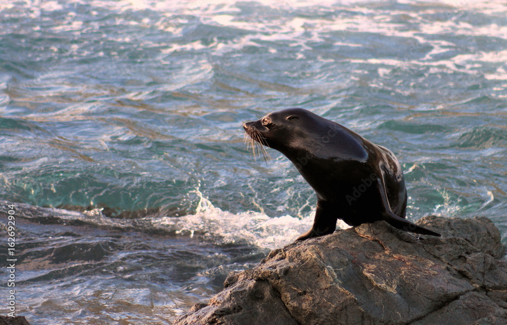 Fototapeta premium Fur Seal