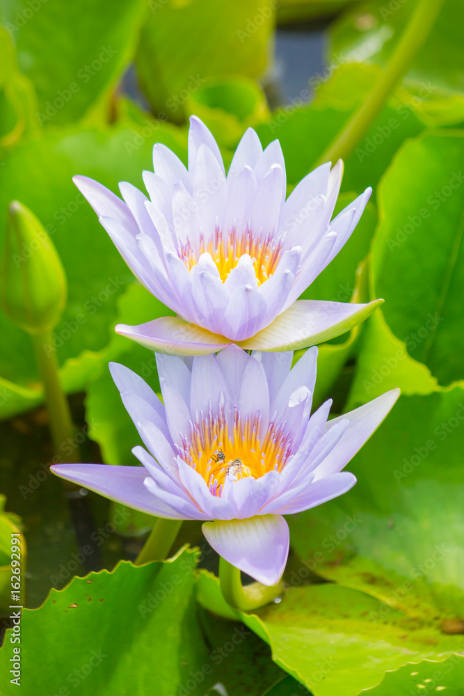 Two lotus flowers