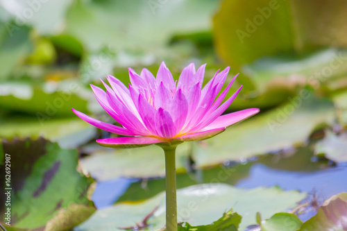 A beautiful purple waterlily or lotus flower.