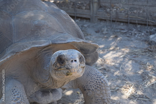 tortoise face