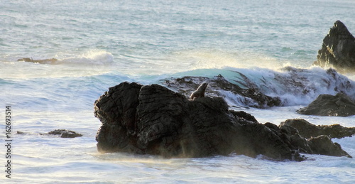 Fur Seal on Rocks, Cape Palliser, New Zealand photo