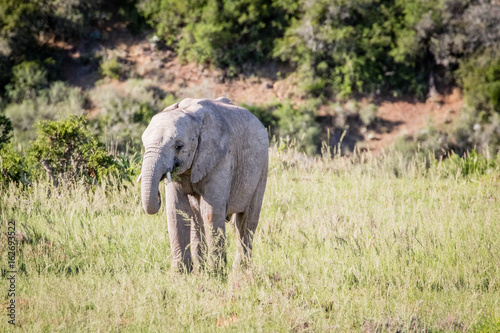 Baby elephant in South Africa