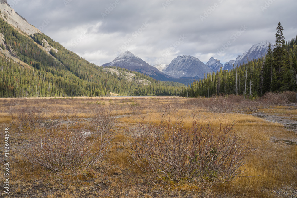 Landscape of the Meadow in Burstall Pass