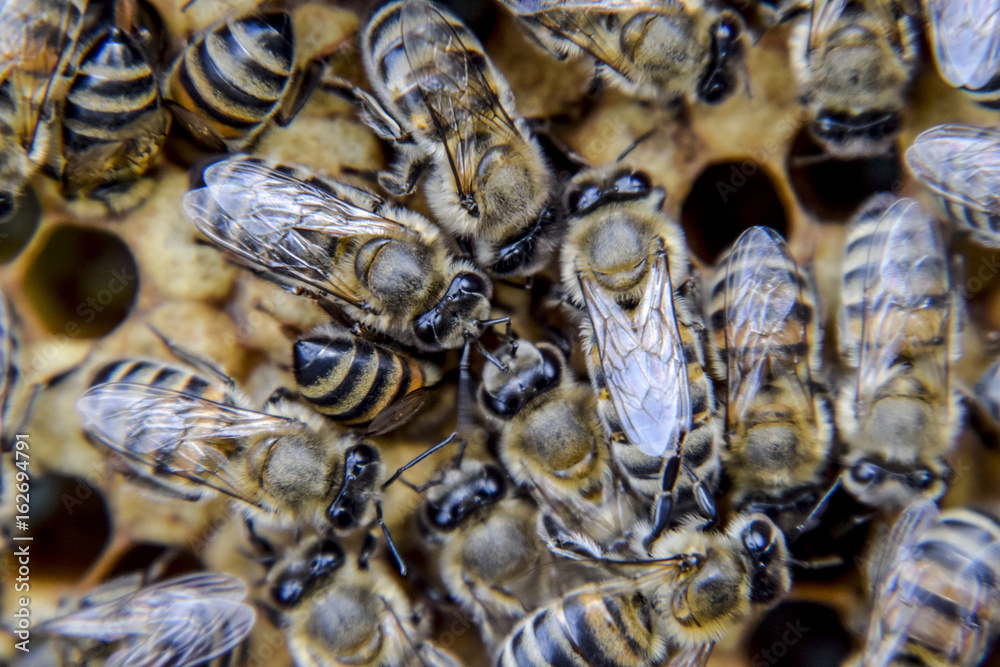 Macro photograph of bees. Dance of the honey bee. Bees in a bee hive on honeycombs. Macro photograph of bees. Dance of the honey bee. Bees in a bee hive on honeycombs.
